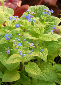 Brunnera 'Diane's Gold'